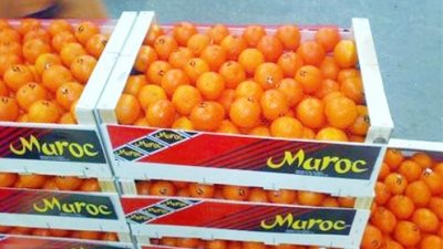 «الزراعة»: تصدير 140 ألف طن فاكهة و23 ألف طن خضراوات خلال 2016