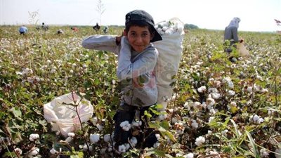 رئيس اتحاد مصدري الأقطان: معهد البحوث أسهم في إنتاج سلالات جديدة