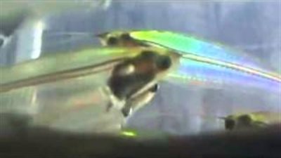 بالفيديو.. شاهد الأسماك الشفافة