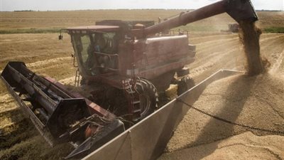 مصادر بالتموين تطالب بالرقابة على نسب خلط القمح بالمطاحن