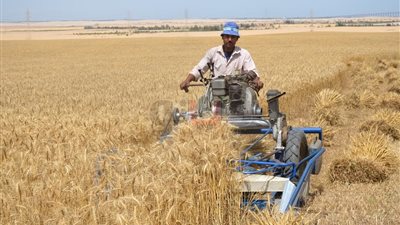 تذليل عقبات زراعة القمح في الإسماعيلية لزيادة الإنتاج (صور)