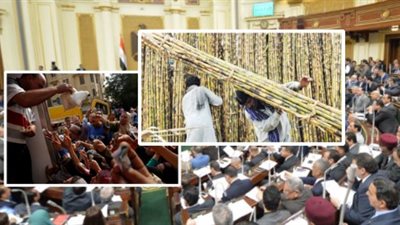 «ارتفاع أسعار السكر» وراء تأجيل البرلمان إعلان زيادة سعر القصب والبنجر.. مصادر: حسم الأمر قبل نهاية العام الحالي.. وهشام الشعيني: الملف على مائدة رئيس مجلس النواب