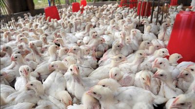 شعبة الدواجن: نرفض قرار وزير التموين بطباعة الأسعار على السلع (فيديو)