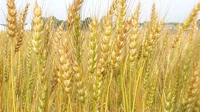 استيراد 180 ألف طن قمح من أمريكا