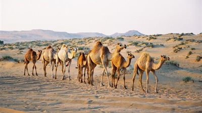 الإفراج عن شحنة 4923 رأس أبل قادمة من السودان إلى أسوان