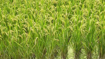 توقعات بارتفاع صادرات مصر من الأرز لـ220 ألف طن بنهاية 2016