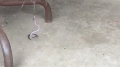 صدمة سيدة عثرت على ثعبان في مكان غير متوقع (فيديو)