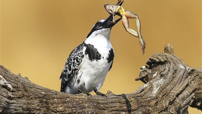 طائر يلتهم ضفدعًا دفعة واحدة (صور)