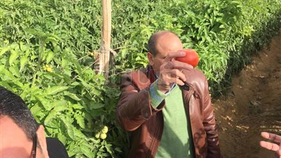 «زراعة البرلمان» تتفقد مزارع الطماطم بسمسطا في بني سويف (صور)