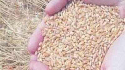 شعبة أصحاب مخابز القليوبية تعرض تكلفة صنع الخبز