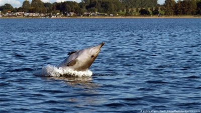 «الضوضاء» في البحر المتوسط تؤثر في الأسماك