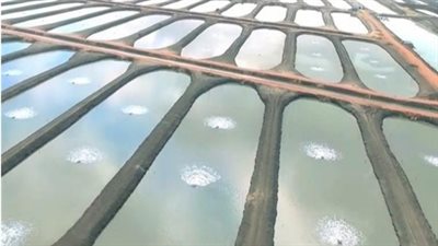 مشروع الأحواض السمكية بقناة السويس في أرقام (انفوجراف)