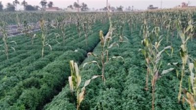 «زراعة البرلمان» تبحث تقنين 60 ألف فدان بمركز سمسطا في بني سويف