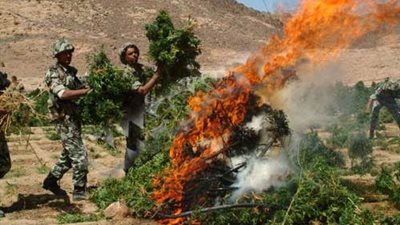 إبادة 5 أفدنة مزروعة نباتات مخدرة بسيناء