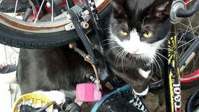 أفضل عمليات إنقاذ حيوانات وضعت نفسها في مأزق لعام 2017 (صور)