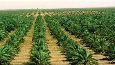 المطالبة بتحويل الجمعيات التعاونية لشركات مساهمة