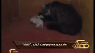 بالفيديو.. «إمام» يترك باب المسجد مفتوحًا للقطط بسبب برودة الجو