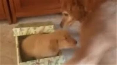 كلب يحصل على هدية غير متوقعة في الكريسماس (فيديو وصور)