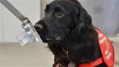 الكلاب في بريطانيا تتعرض للتسمم لتناولها الشيكولاته في أعياد الميلاد