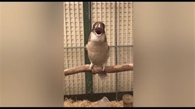 طائر يثير ذعر صاحبه بالضحك (فيديو وصور)