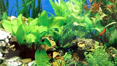 علاج سرطان الدم بأعشاب البحر