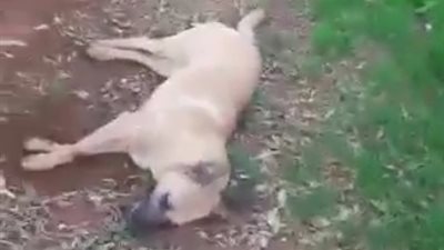 كلاب تلفظ أنفاسها الأخيرة بعد تسممها في لبنان (فيديو)