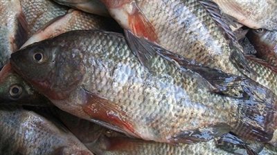 استقرار أسعار اللحوم والأسماك بالأسواق