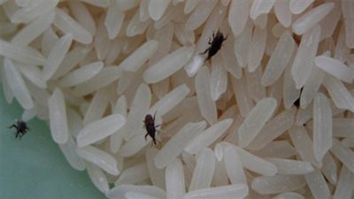 رئيس مضارب بلقاس ودمياط يكشف أسباب إصابة الأرز بالسوس والحشرات