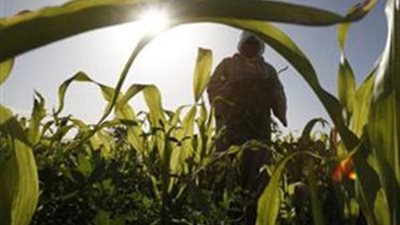 منتدى البحوث الزراعية: الدلتا مهددة بالغرق