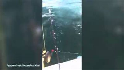 بالفيديو والصور.. صياد ينقذ سمكة بيده من بين فكي قرش مفترس