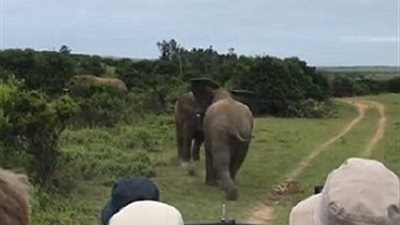 موقف طريف لفيل صغير وسط قطيعه (فيديو وصور)
