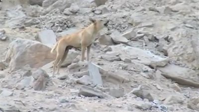 إصابات خطيرة لـ «8 أطفال» عقرهم كلب صحراوي في المنيا