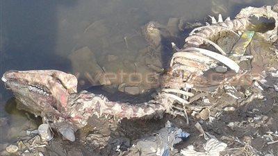 بالصور.. نفوق عشرات الماشية بالدقهلية لإصابتها بالحمى القلاعية