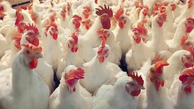 أسعار الدواجن في الأسواق.. و«البيضاء» تسجل 24 جنيها