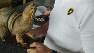 أغرب محاولات التهريب بالمطارات.. أردني يخفي ثعبانا في جيبه قبل صعوده الطائرة.. العثور على حيوانات برية محنطة داخل طرود شخصية.. وأمينا شرطة يحصلان على «رشوة» مقابل تهريب غزلان (صور)