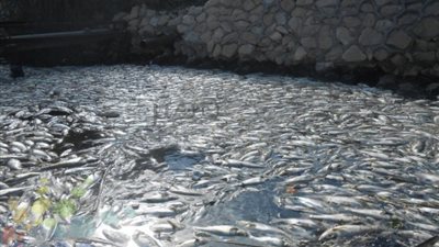 «المحامين» بالمحمودية: يجب محاسبة وزير الري بسبب أزمة نفوق الأسماك