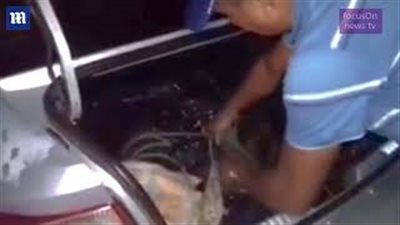 الشرطة البرازيلية تنقذ تماسيح من حفل شواء برأس السنة (فيديو وصور)