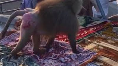 لحظة سرقة قردة حقائب المواطنين في السعودية (فيديو)