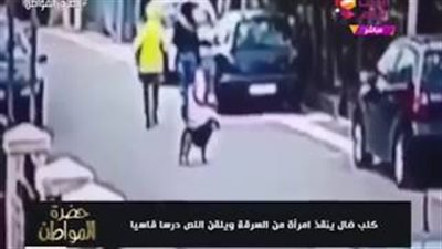 كلب ضال ينقذ فتاة من السرقة أثناء سيرها في الشارع