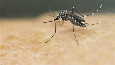 أستراليا تحذر «الحوامل» من السفر إلى المناطق الموبوءة بفيروس «زيكا»