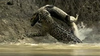 نمر يتفوق على تمساح ويفترسه داخل المياه (فيديو)