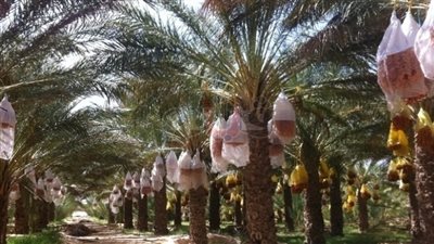 إنشاء واحة للتمور على مساحة 87 ألف فدان في بالوادي الجديد