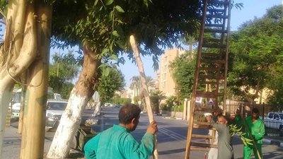 زراعة نبات الزينة بطريق «المطار- الأقصر» (صور)