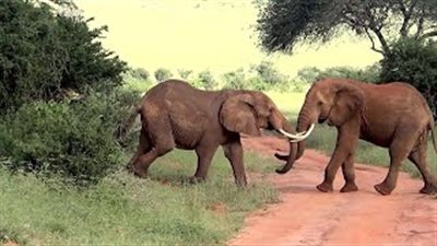 شجار مرعب بين 5 أفيال بالأنياب على الطريق (فيديو)