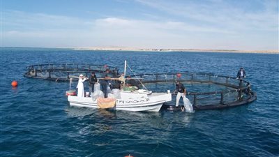 طرح أسماك تابعة لمزارع جهاز التعمير بجنوب سيناء
