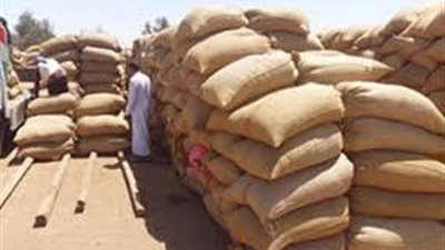 توريد 130 ألف طن قمح بالغربية