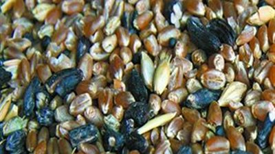 نقيب الفلاحين: القمح المصاب بـ«الأرجوت» يكشف تورط التموين في الاستيراد