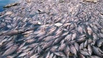 نفوق آلاف الأسماك بالبرلس بسبب الصيد الكهربائي الجائر