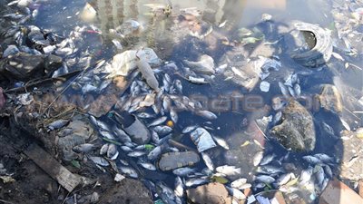 بالصور.. أسماك نافقة تطفو في ترعة طلخا بالدقهلية