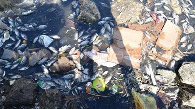 رئيس مجلس طلخا: جار تحليل عينات من الأسماك النافقة